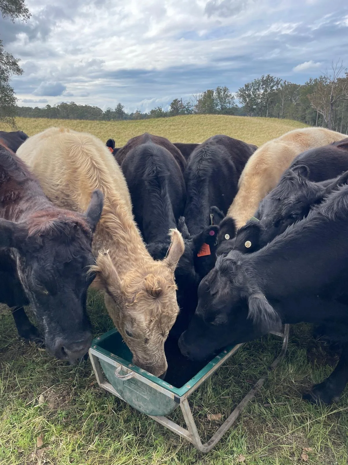 Rachel's Farm Update (2 of 5)