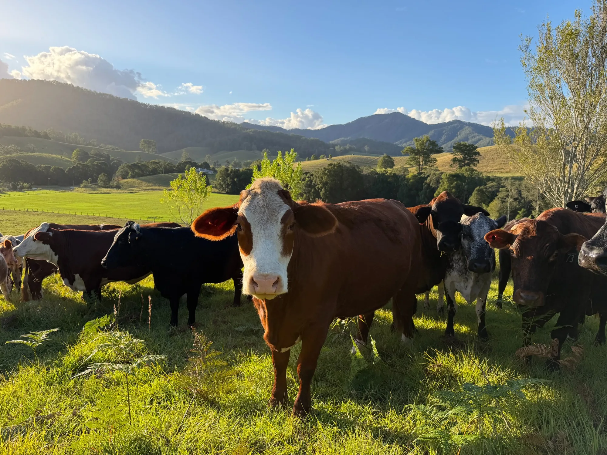 Pasture or feedlot