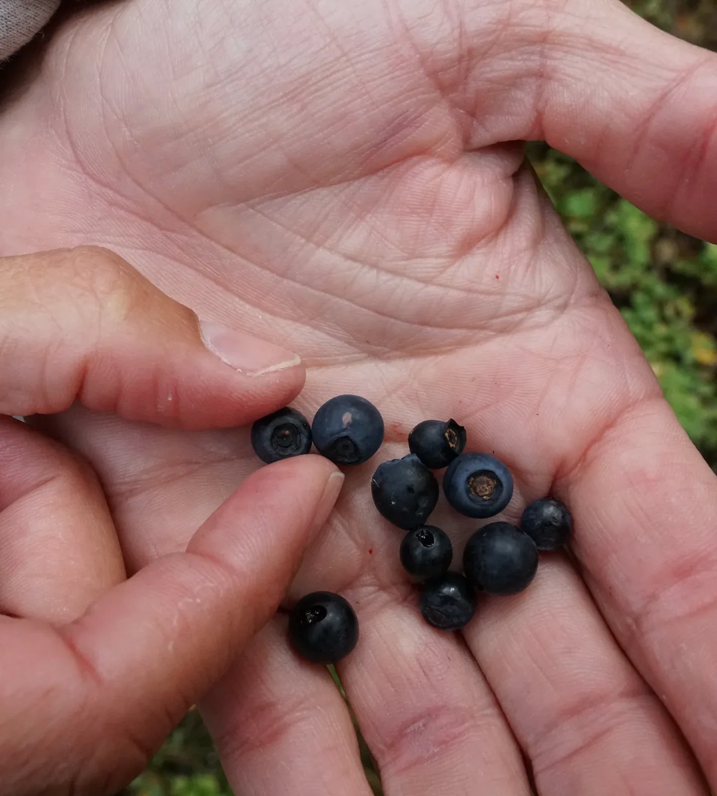 Mt. Wilder Berries farm