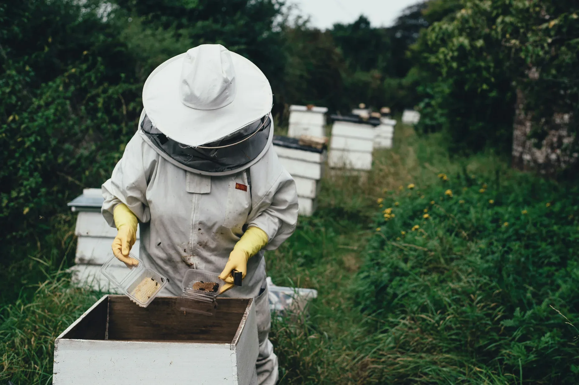 Master Beekeeper farm