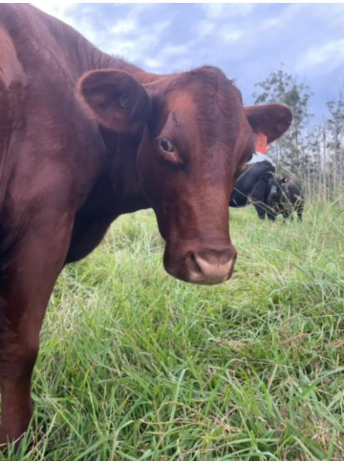 Rachel's Farm Update (3 of 5)