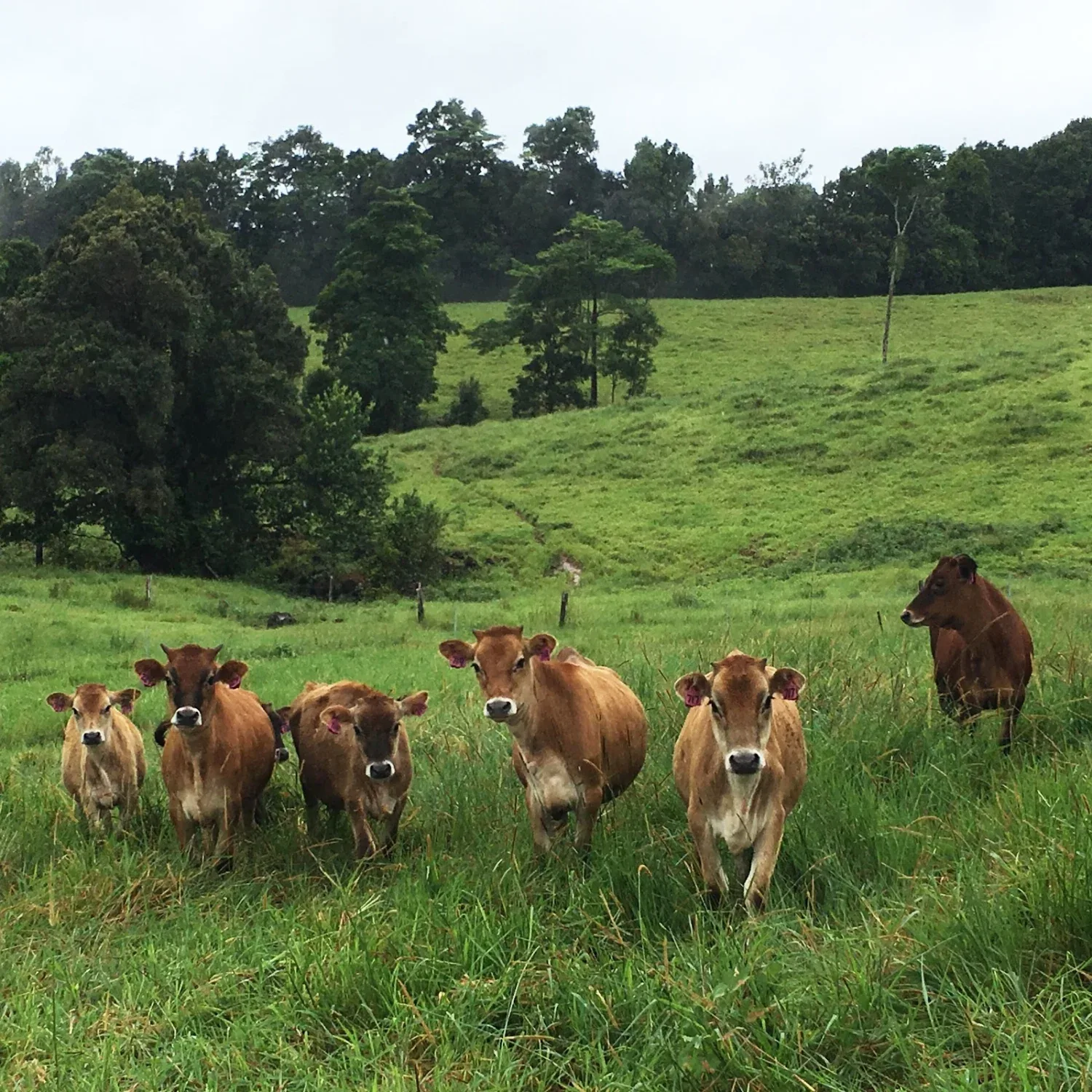 Mungalli Creek Dairy farm